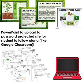 Plants Guided Notes | Plant Life Cycles & Classification | PowerPoint - preview 2