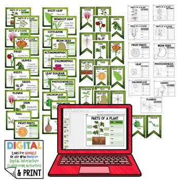 Parts of Plants Anchor Charts, Plants Posters Plants Activity Plants Word Wall - preview 2