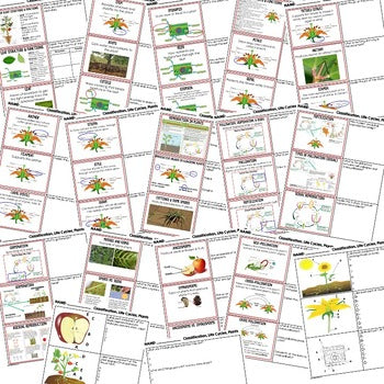 Plants Bell Ringers & Warm Ups | NGSS Life Science Review | Print + Digital - preview 2